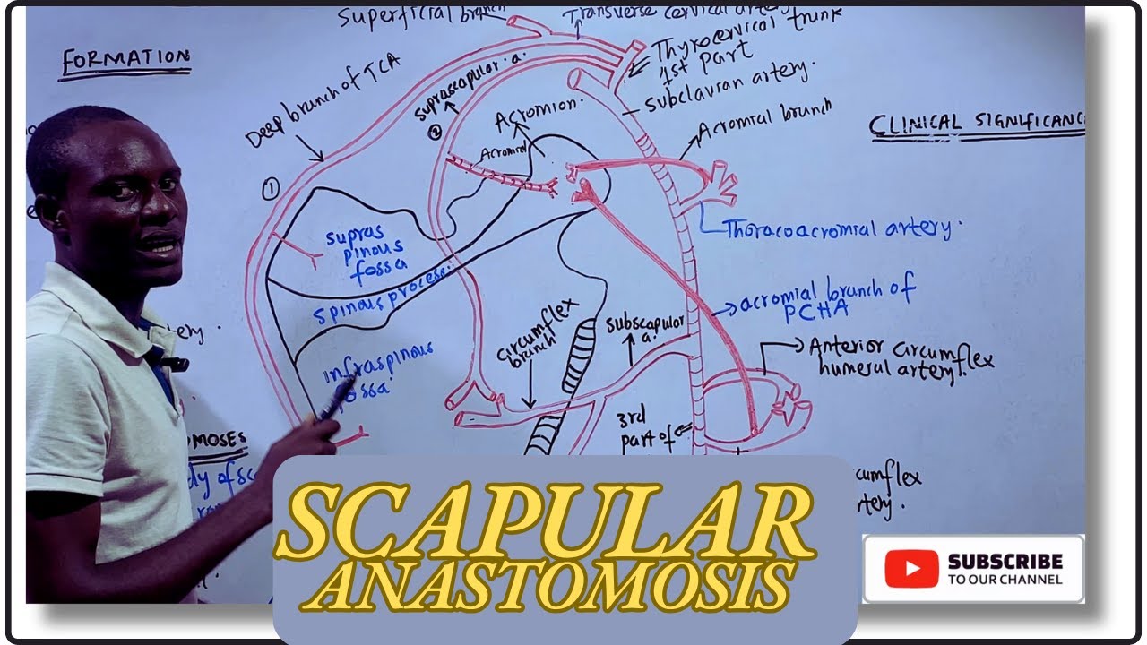 Scapular Anastomosis Simplified: Mnemonics & Detailed Anatomy Explained!