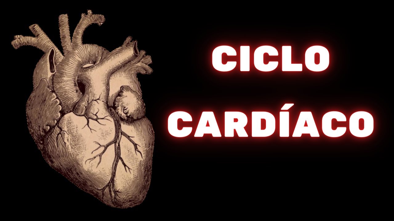 Ciclo cardíaco e valvas cardíacas – Fisiologia Humana