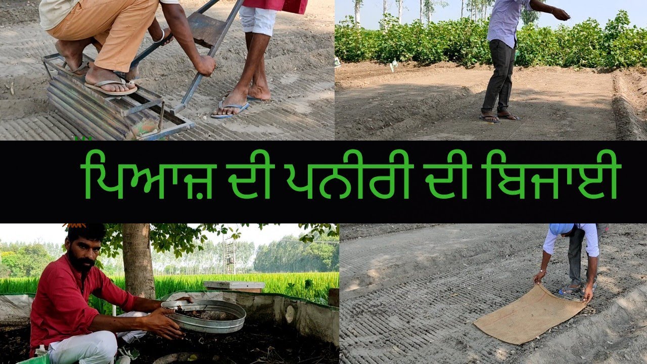 ਪਿਆਜ਼ ਦੀ ਪਨੀਰੀ ਦੀ ਬਿਜਾਈ । Onion nursery showing in Punjab / kisan tv