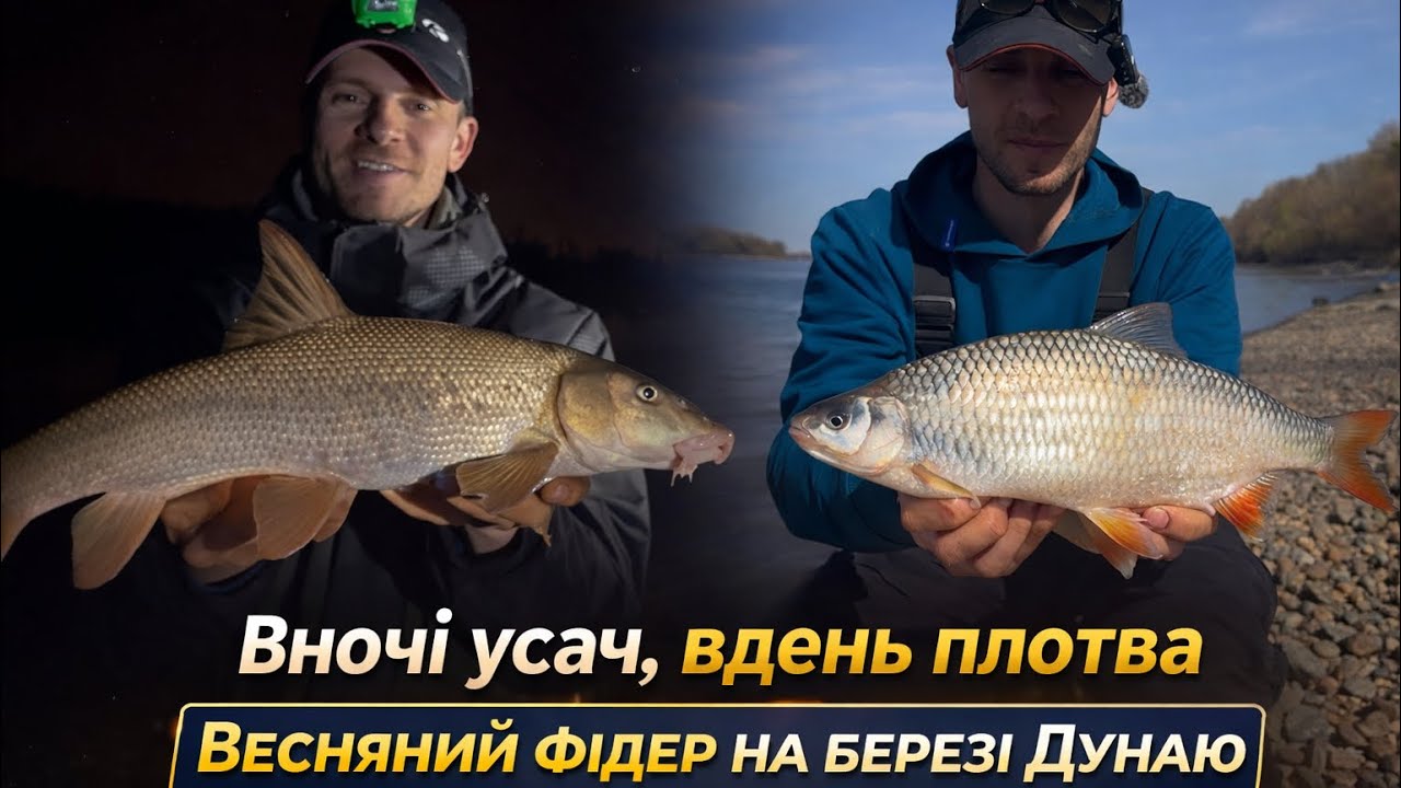 Весняна риболовля на Дунаї! Вночі усач, вдень плотва | Фідер