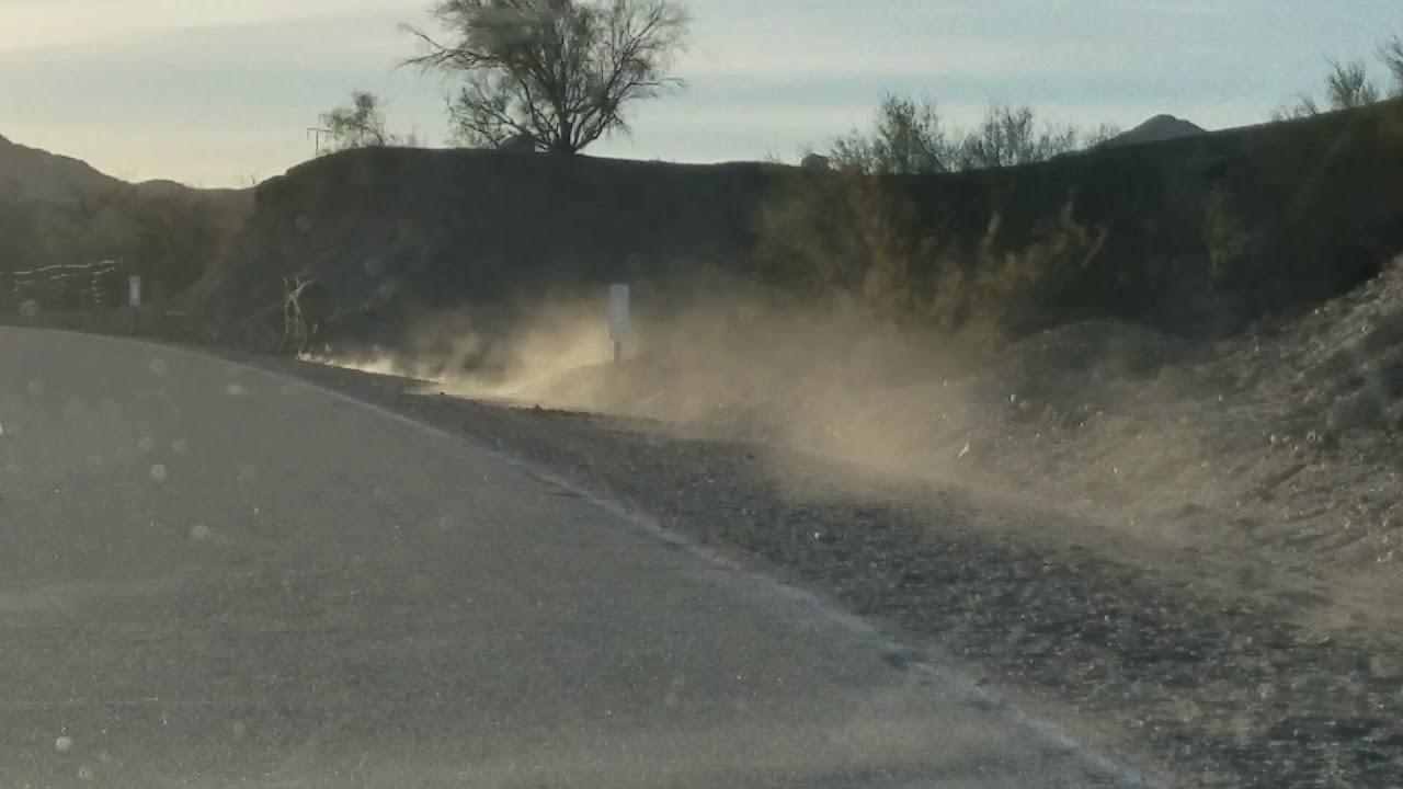 Wild burros running