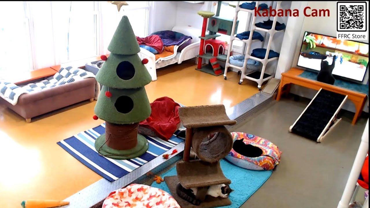 Magic TV 01-11-2026 by StripeyD Friends of Felines Rescue Center (FFRC)