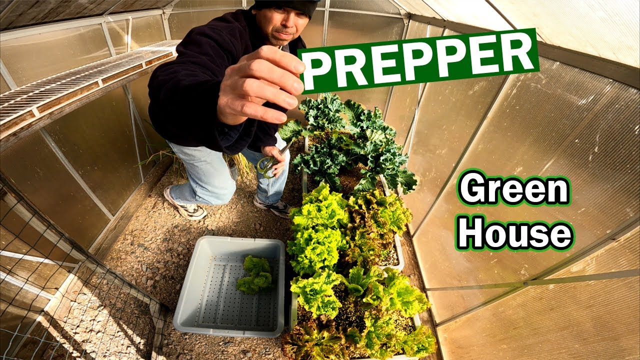 Grow Food in the SNOW harvest lettuce kale Prepper Green House Garden