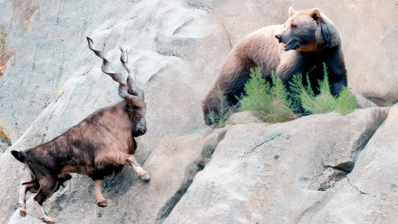 This Goat Fears No Bears, Devours Snakes and Defies Physics! Markhor - The Mountain Phenomenon