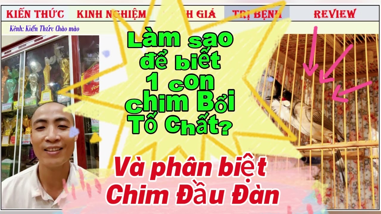 Làm sao để nhận biết Chim Chào mào Tố Chất và Bổi đầu đàn ngoài Rừng?