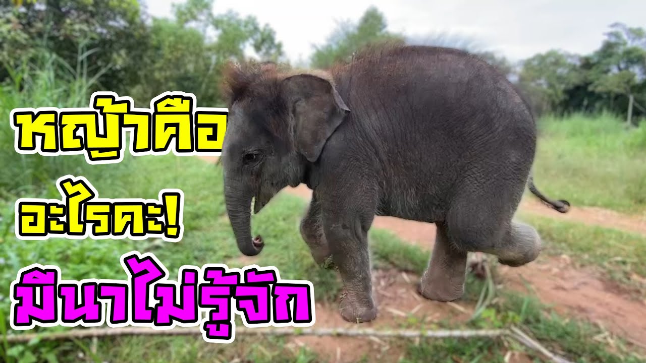ว่าด้วยเรื่องของการเที่ยว แต่เกี่ยวกับเรื่องฝึกกินของมีนา ที่น่ารักและน่าเอ็นดู