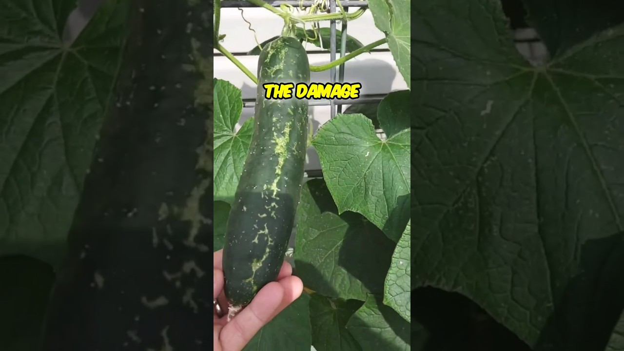 Is Captain Jack's Dead Bug 🐞 the Solution to Cucumber Beetle Infestation? 🥒 #garden