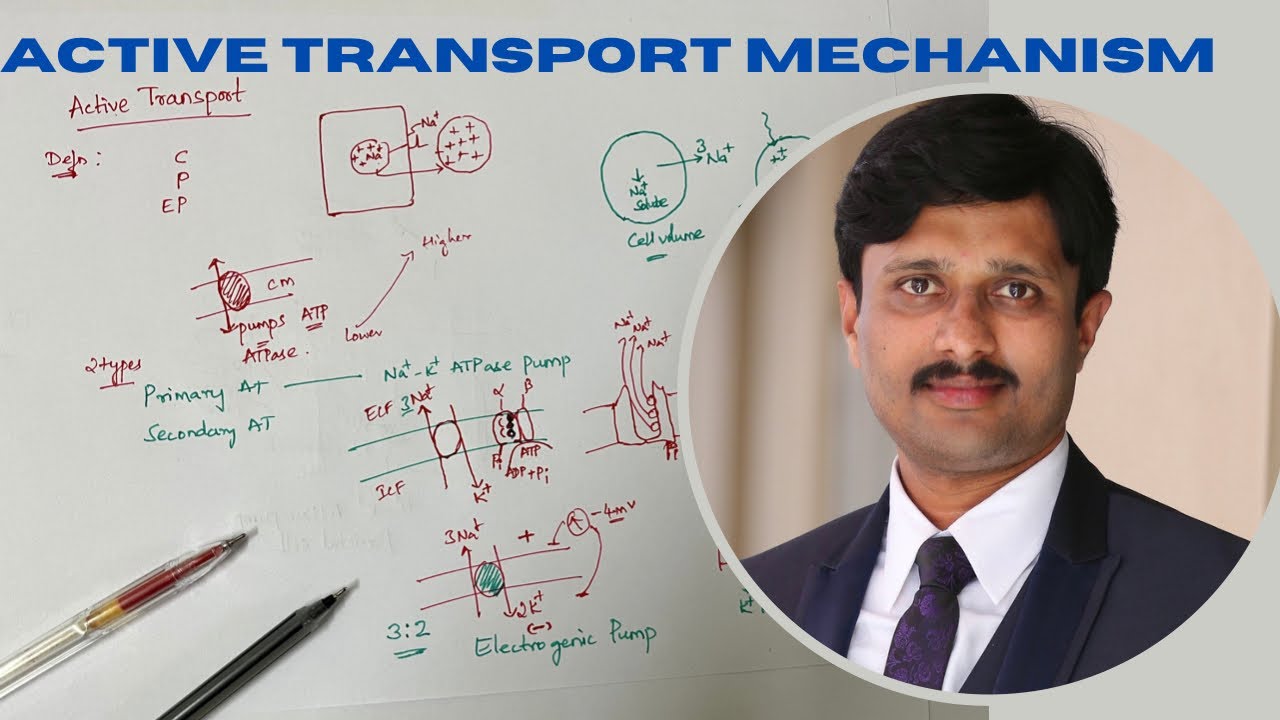 Transport across cell membrane/Active transport mechanisms/ Primary and secondary active transport￼￼