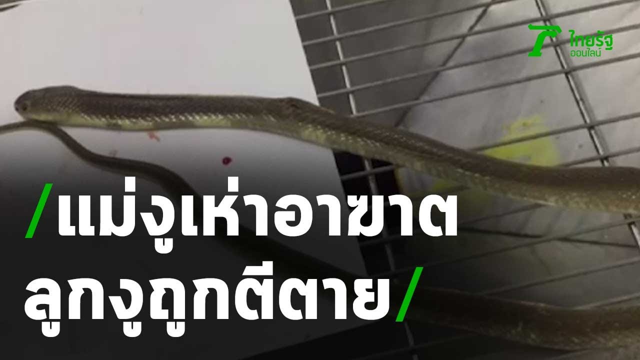 แม่งูเห่าอาฆาต หลังลูกงูถูกตีตาย | 03-10-63 | ข่าวเช้าไทยรัฐ เสาร์-อาทิตย์