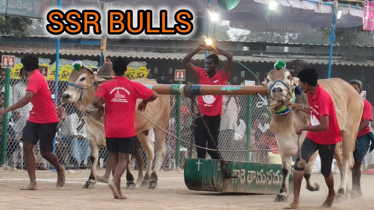 రెంటచింతల గ్రామం 6 పళ్ళ విభాగం 13వ జత SSR BULLS శావల గోపికృష్ణ గారు వేల్పూరు (తలైవా జననయ్ గన్)