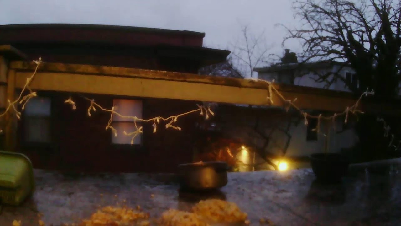 Crow and squirrel Thanksgiving