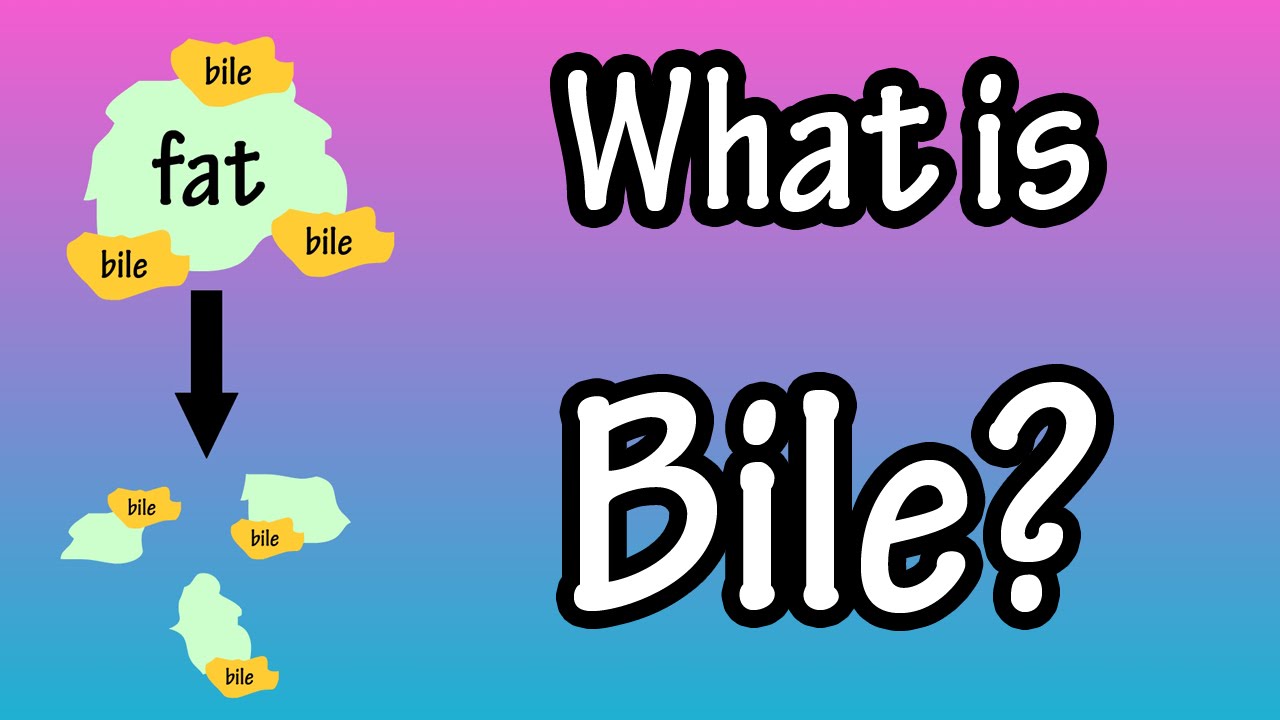 Bile - What Is Bile?