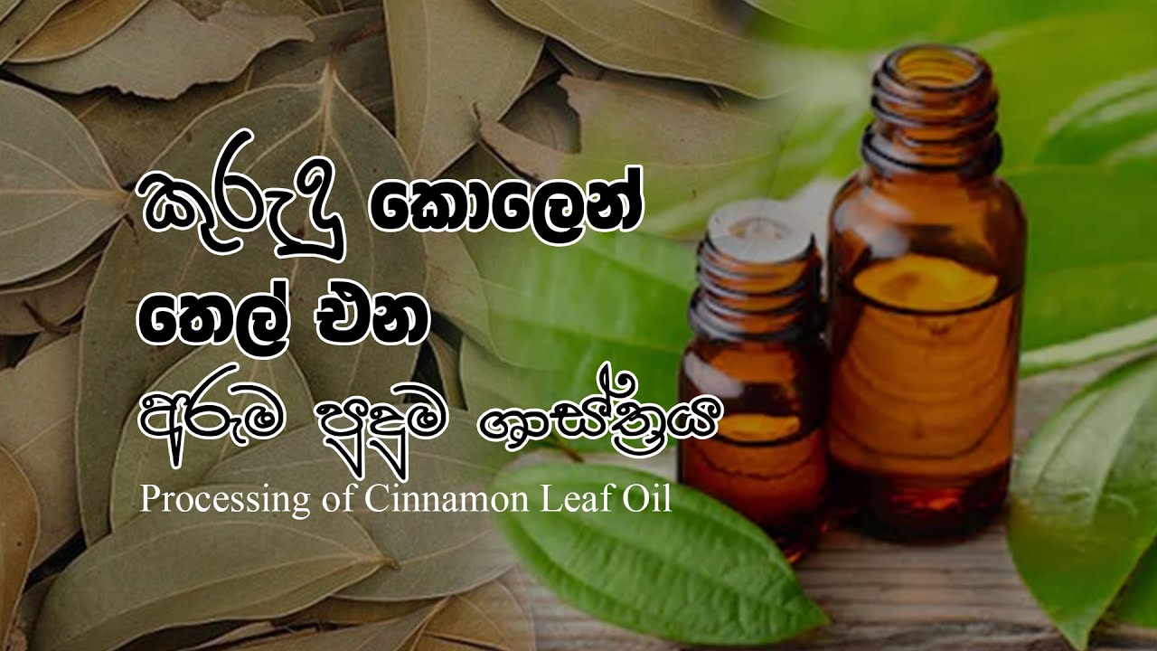 Processing of Cinnamon Leaf Oil කුරුදු කොලෙන් තෙල් එන අරුම පුදුම ශාස්ත්‍රය