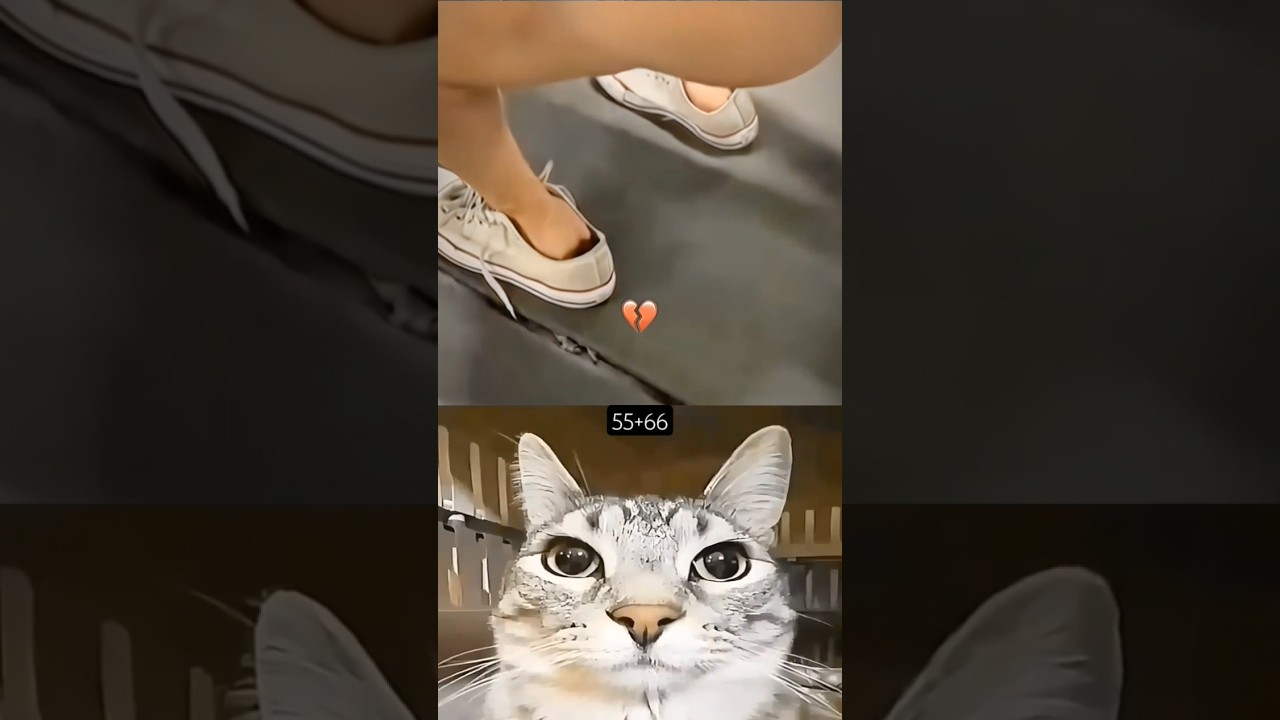 Wait for twist 👉☠️ #cat #meme #dance