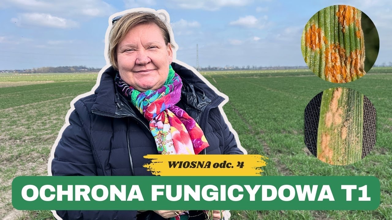Czy robić zabieg T1 w TAKICH warunkach?! Ochrona przed chorobami zbóż z prof. Sawinską | e-pole