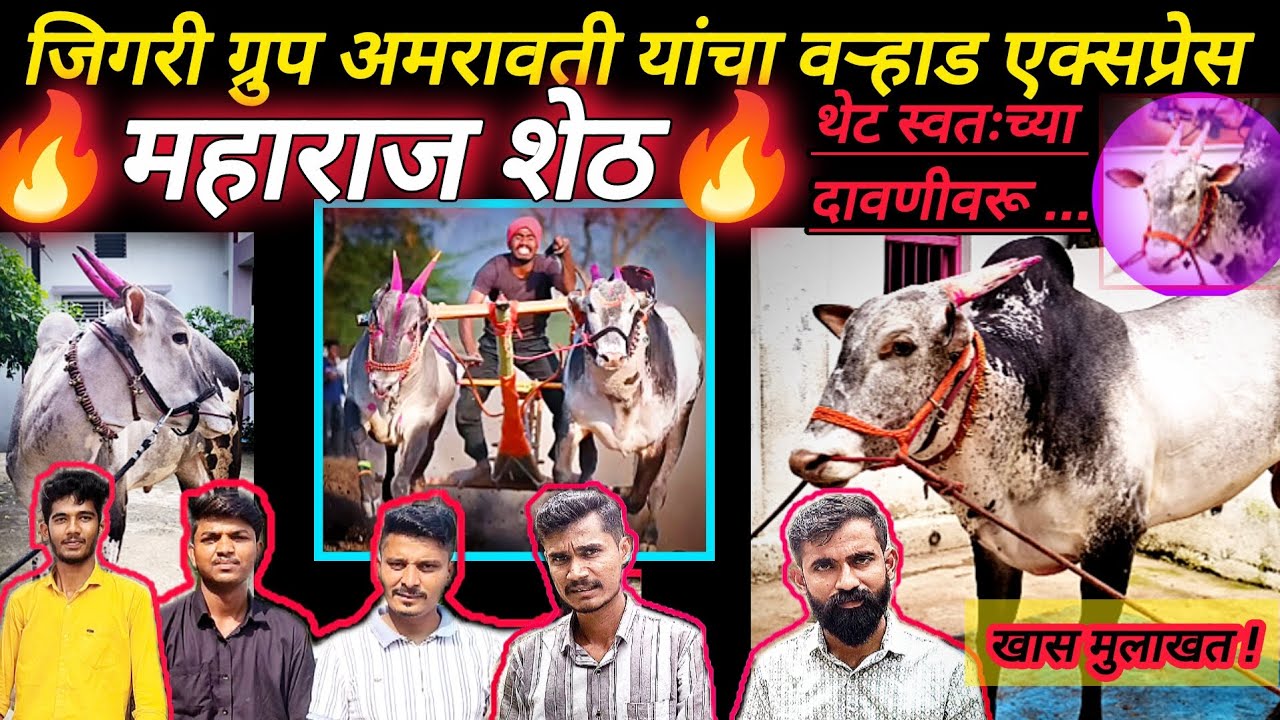 👉खास मुलाखत 🔥#महाराज_शेठ👑 स्वतःच्या दावणीवरून||जिगरी #ग्रूप अमरावती #हिंदकेसरी#विदर्भ_केशरी#bakasur