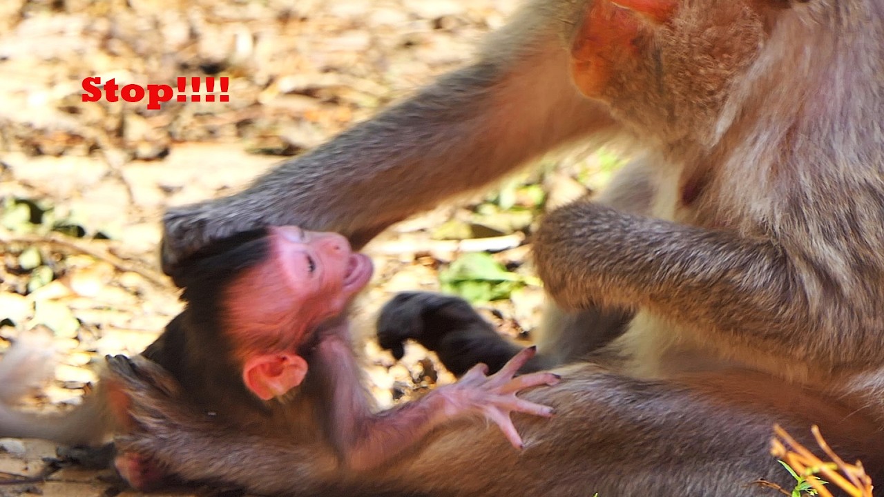 Wow! Look!! Old Mommy Monkey's Care, Newborn Baby Really Needs More Milk, Adorable Wildlife 2026