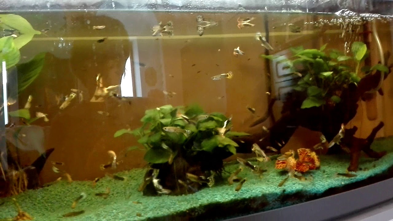 Il mio acquario da 100l pieno di guppy
