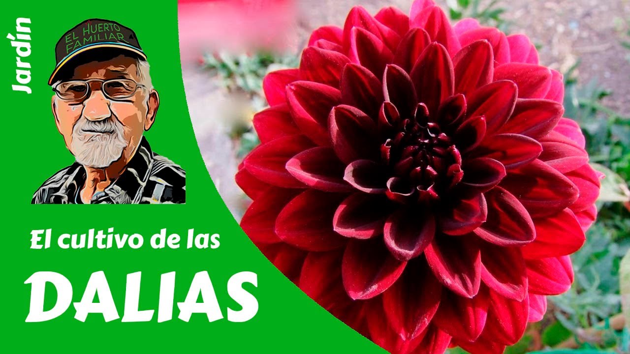 𝗗𝗔𝗟𝗜𝗔𝗦: Cómo cultivar Dalias - Guía completa.