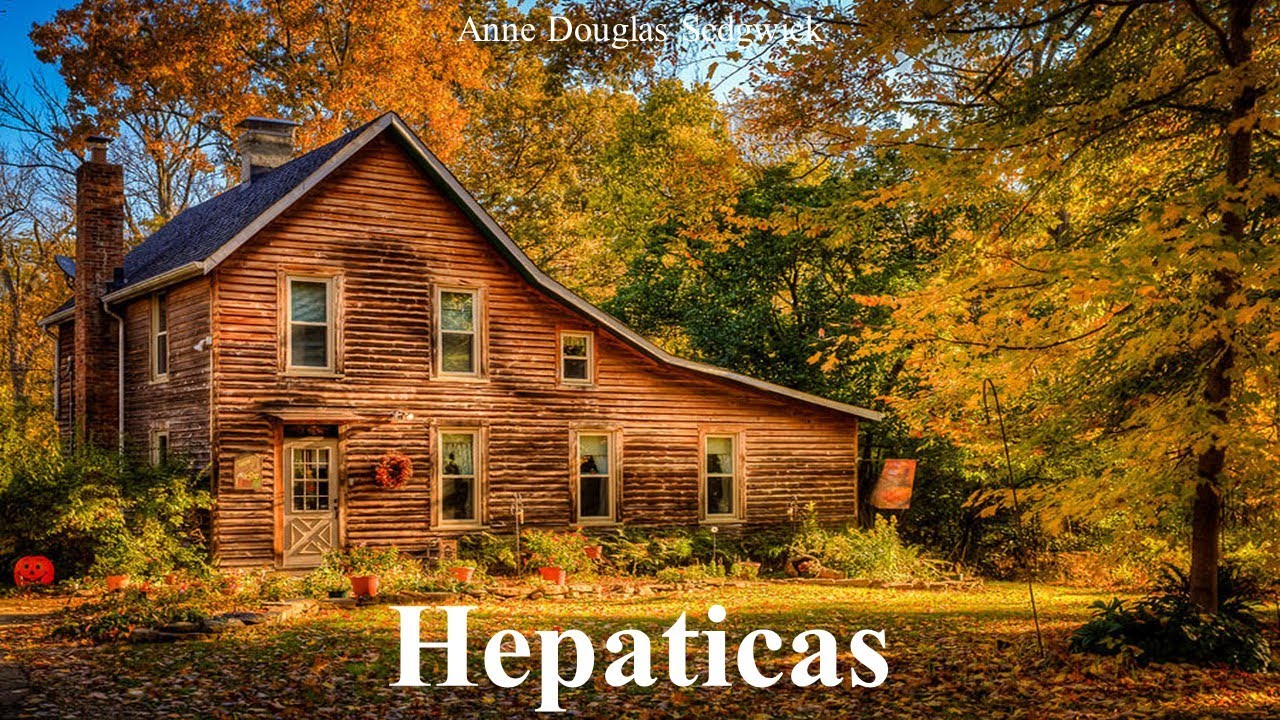 Learn English Through Story - Hepaticas by Anne Douglas Sedgwick