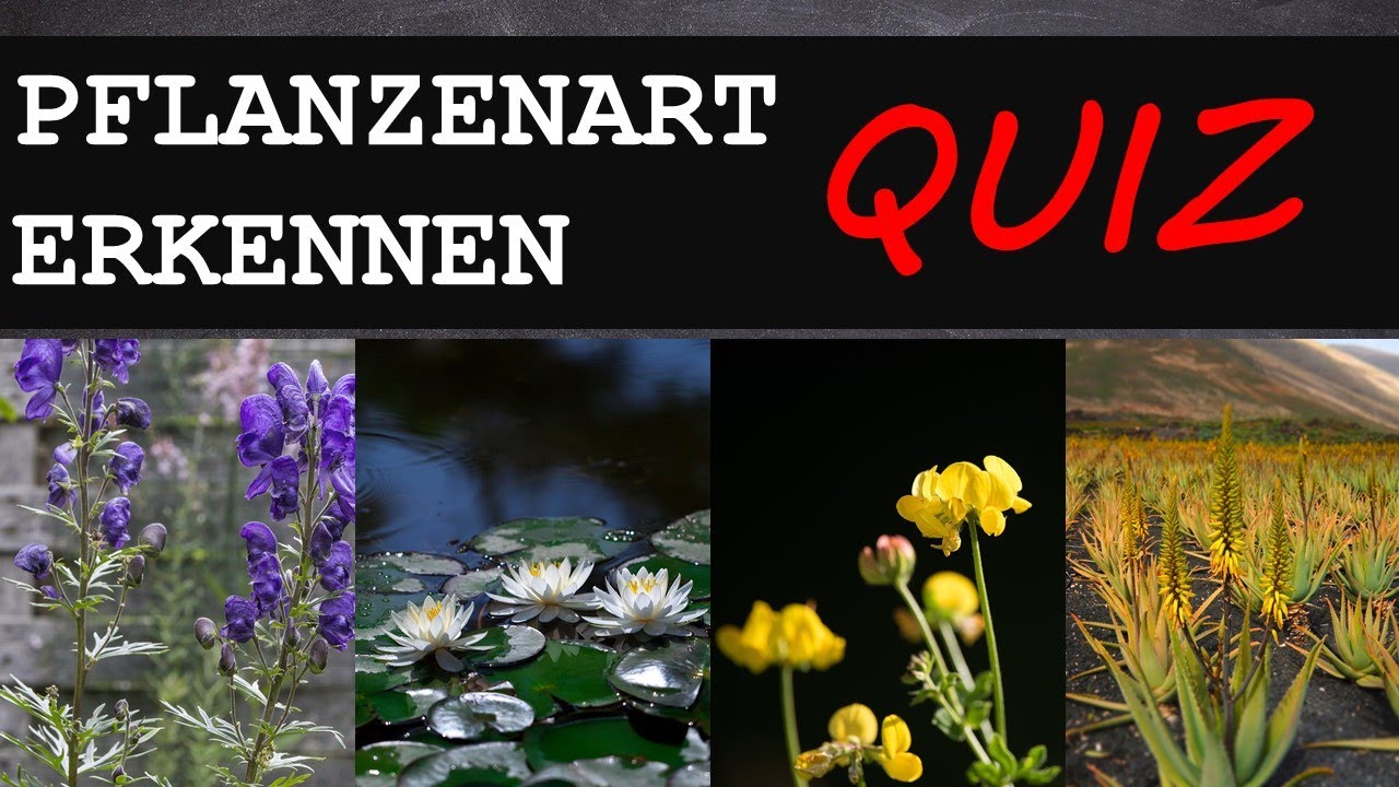 Erkennst du die Pflanzenart anhand der Bilder? #2 | TESTE DICH