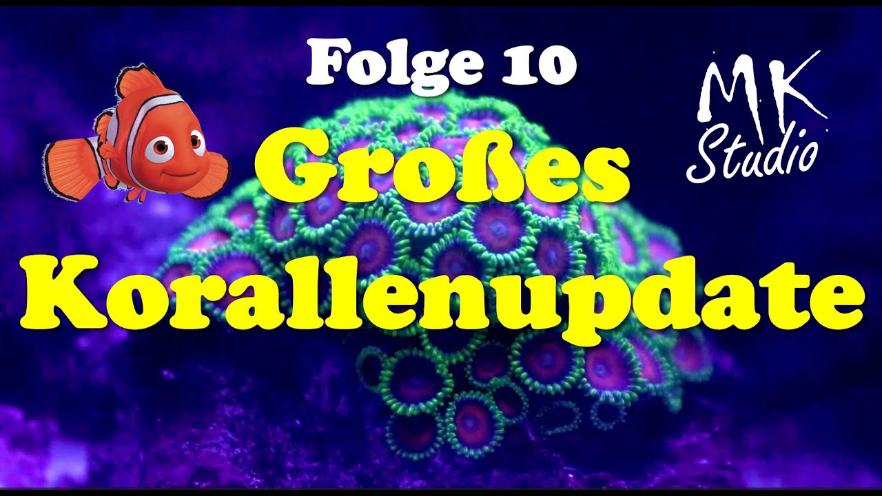 100L Meerwasseraquarium Folge 10 großes Korallenupdate