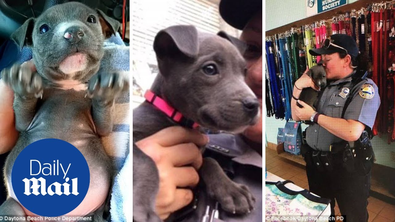 Police officer adopts pit bull puppy that was rescued shivering from a freezing river