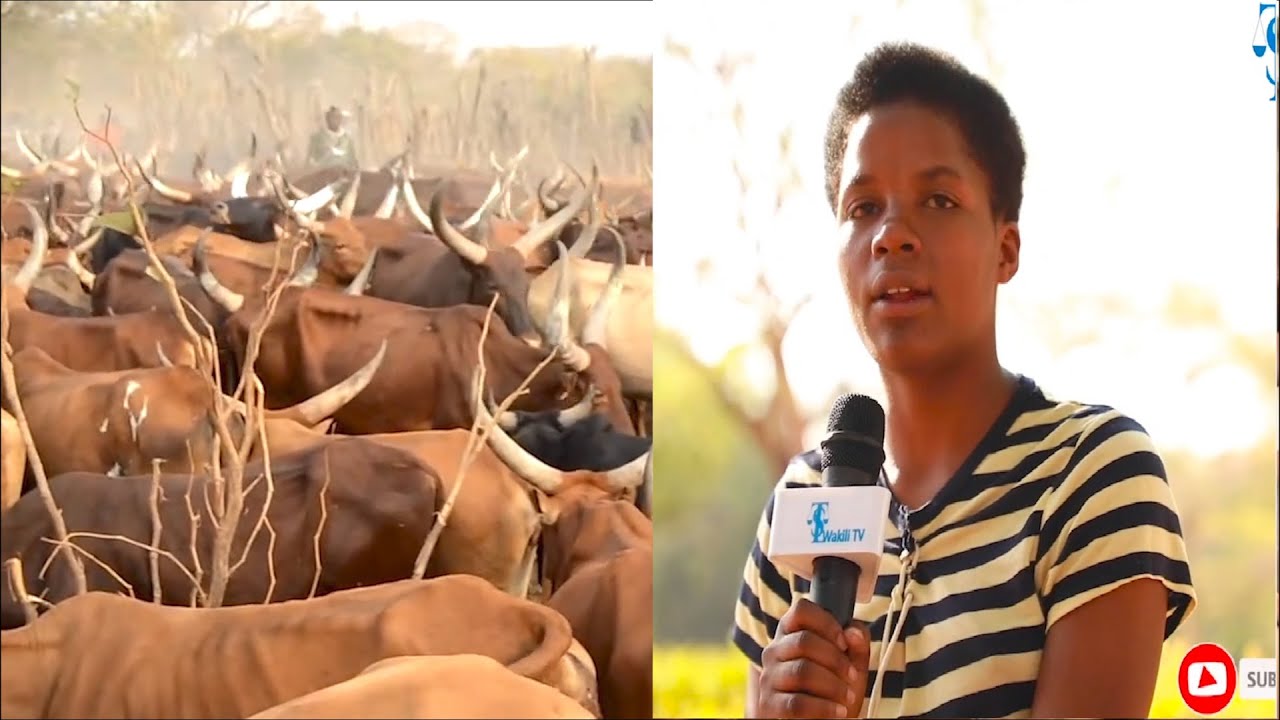 NDOA ZA UTOTONI: BINTI AGOMA KUOLEWA KWA MAHARI YA NG'OMBE 17