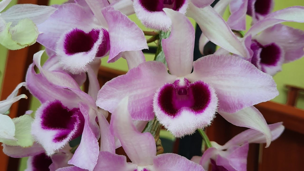 Dendrobium anosmum, blooming orchid. 3/12/2022