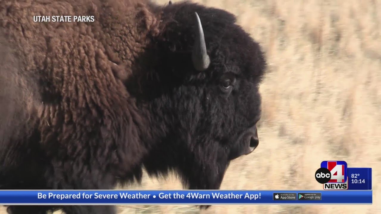 Visiting Antelope Island this summer? Here&rsquo;s how to avoid conflicts with bison