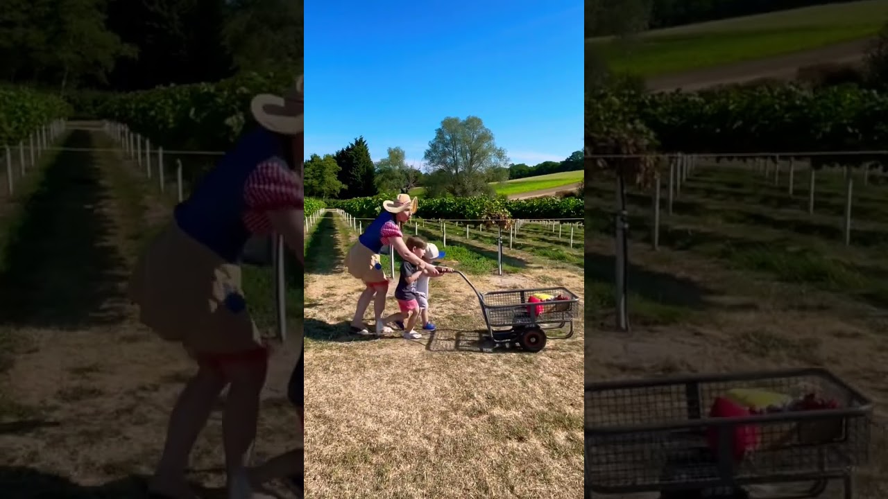 Strawberry Farm with kids enjoying summer Holiday in uk with Jude and Ralph