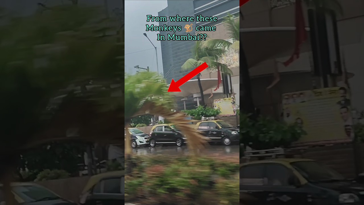 Monkeys attack in Mumbai #sadiqalisayed #travel #ytshorts #shorts #viralvideos #fyp