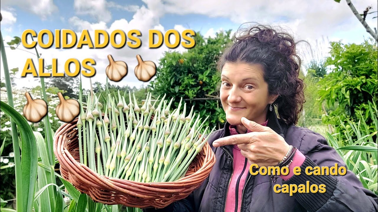 COIDADOS DOS ALLOS 🧄🧄 (como capalos) || {NUSKA}