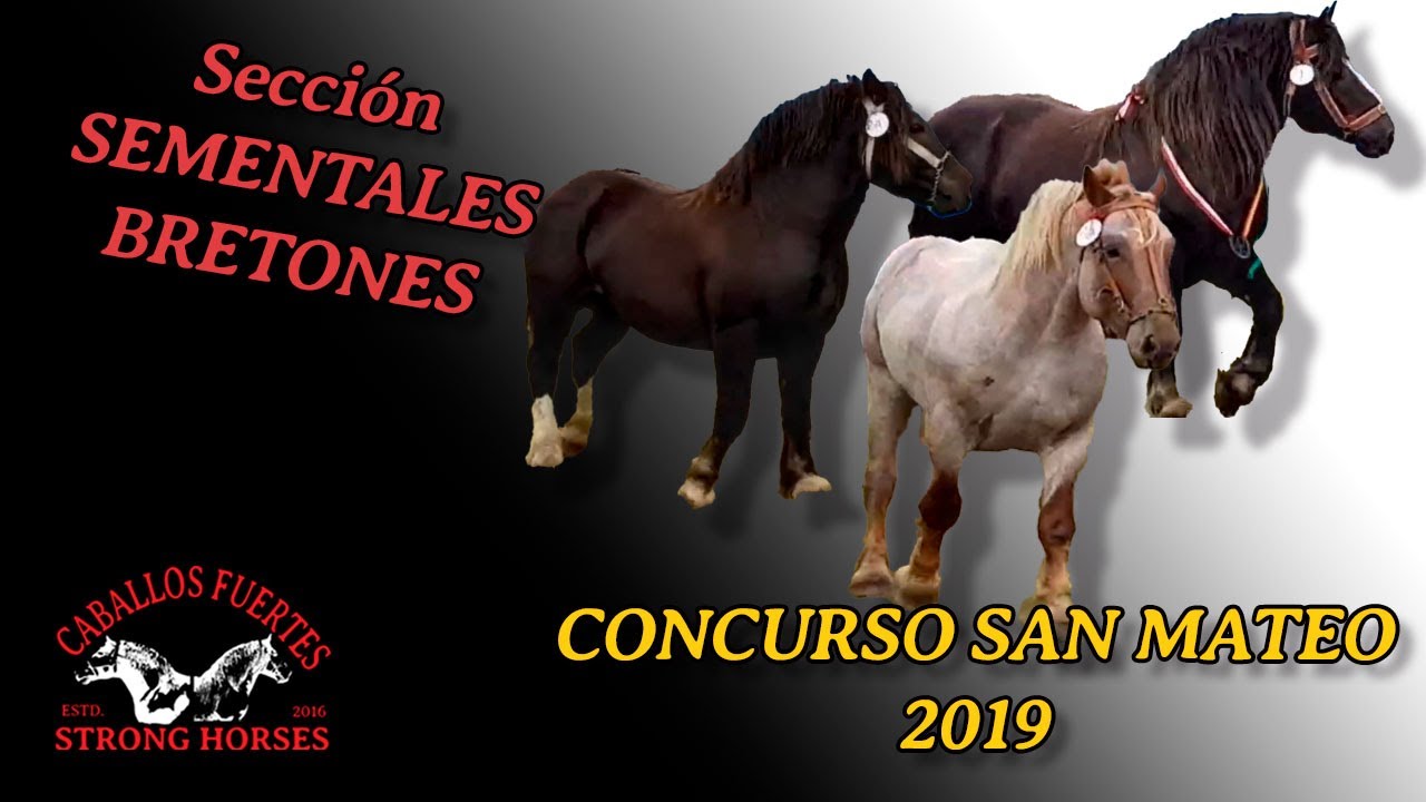 🏆🐎Concurso CABALLOS BRETONES 2019