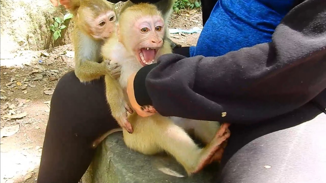 Sovana group rejected newly abandoned boy to join team, New abandoned monkey cry team refused him