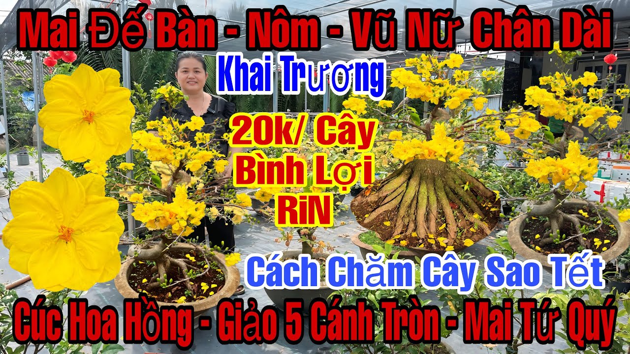 Mùng 9☎️0397529539☎️🌲Mai Vàng Giá Rẻ🌲Cúc Hoa Hồng-Giảo 5Cánh Tròn-Mai Tứ Quý-20k/Cây Bình Lợi Rin…🌲
