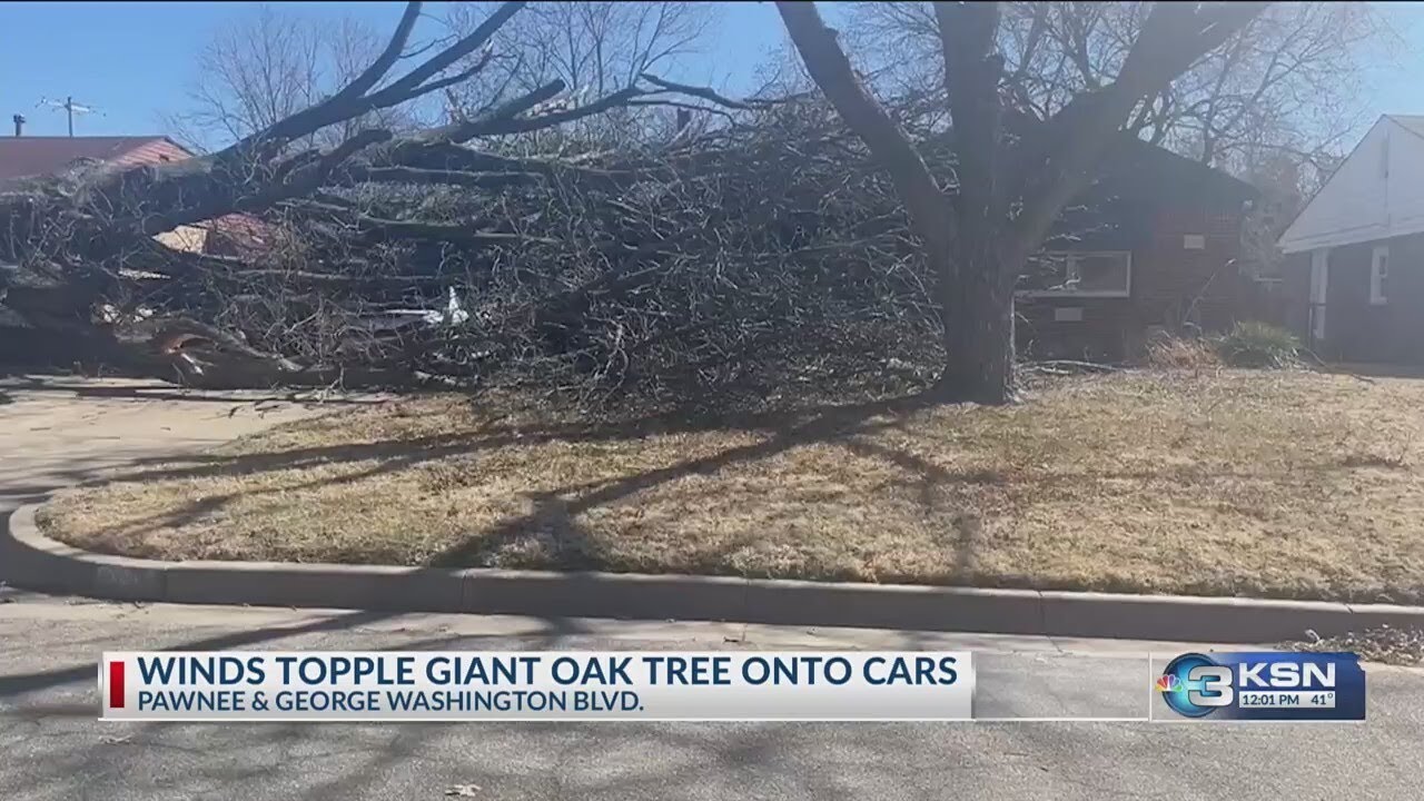 Wind damage: Tree lands on vehicles in south Wichita