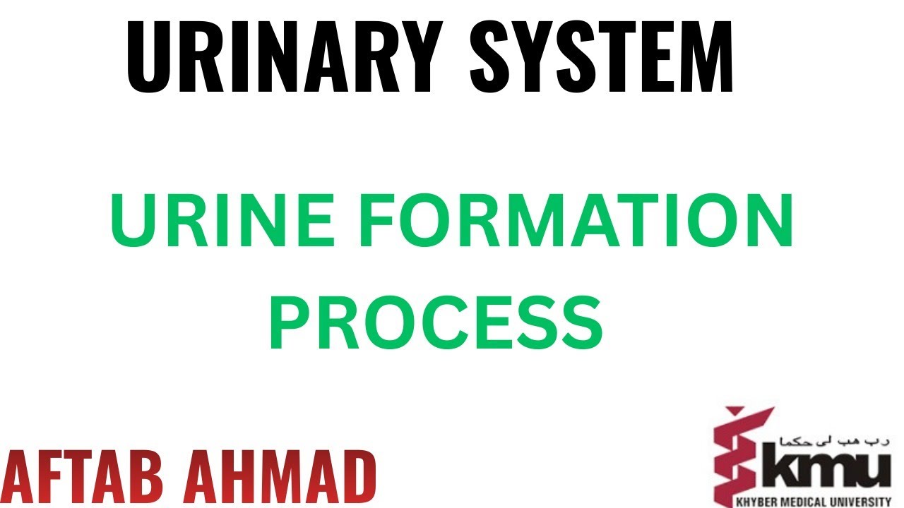 The Human Urinary System