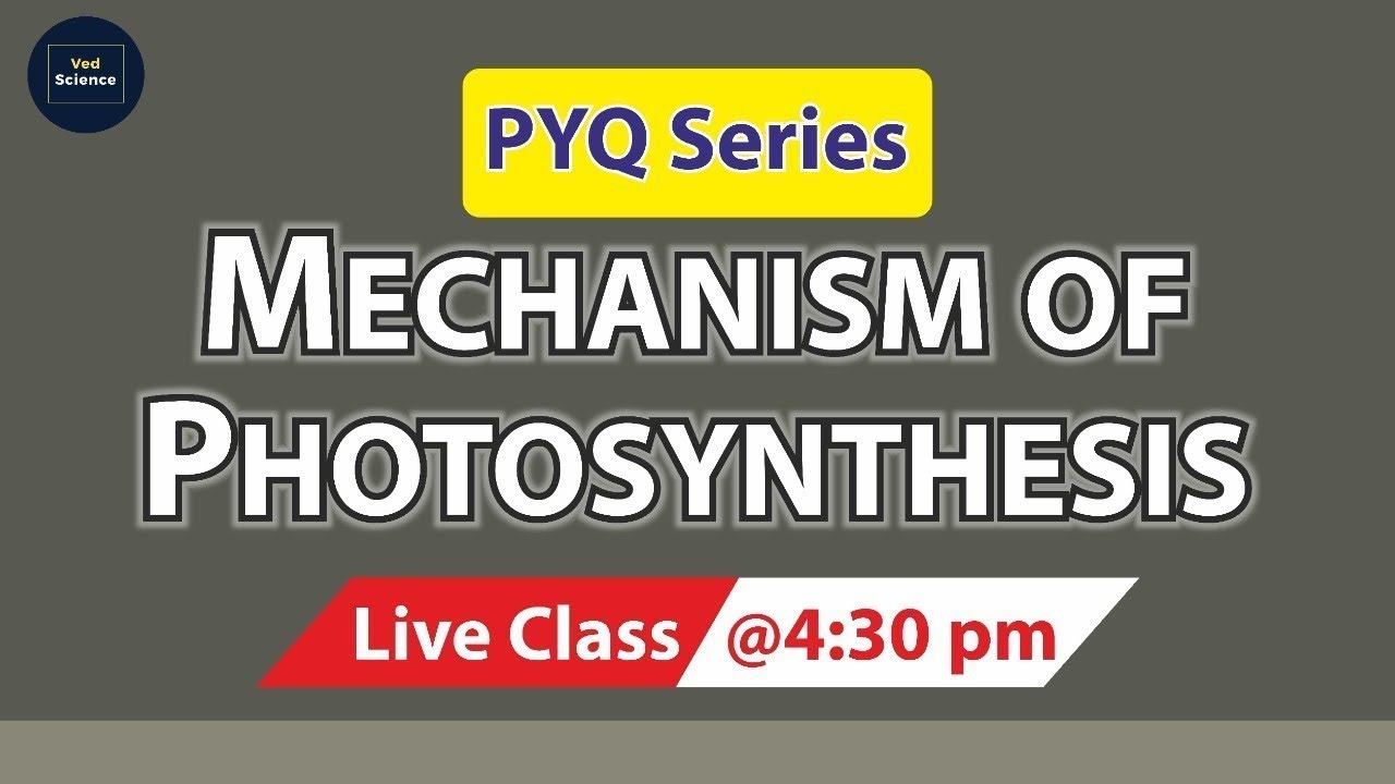 Mechanism of Photosynthesis | Previous Year Questions | Photosynthesis | Ved Science