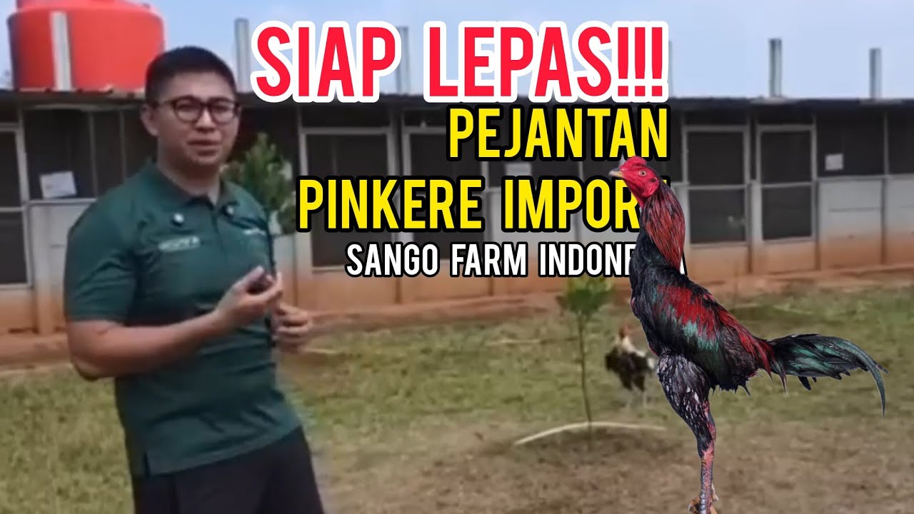 Boy Sango Lepas Pacek Pinkere & Maneedaeng Import || Sango Farm Indonesia