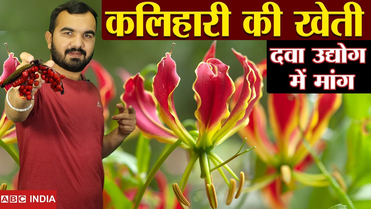 Kalihari ki kheti | Medicinal Plant Farming | Flame lily farming | agnisikha ki kheti | Gloriosa