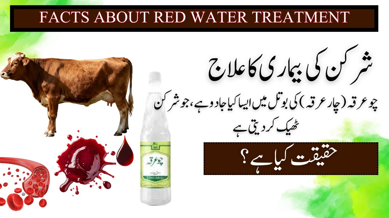 Sharkin / Red Water Disease – Causes, Diagnosis & Therapy Simplified |Veterinary Education
