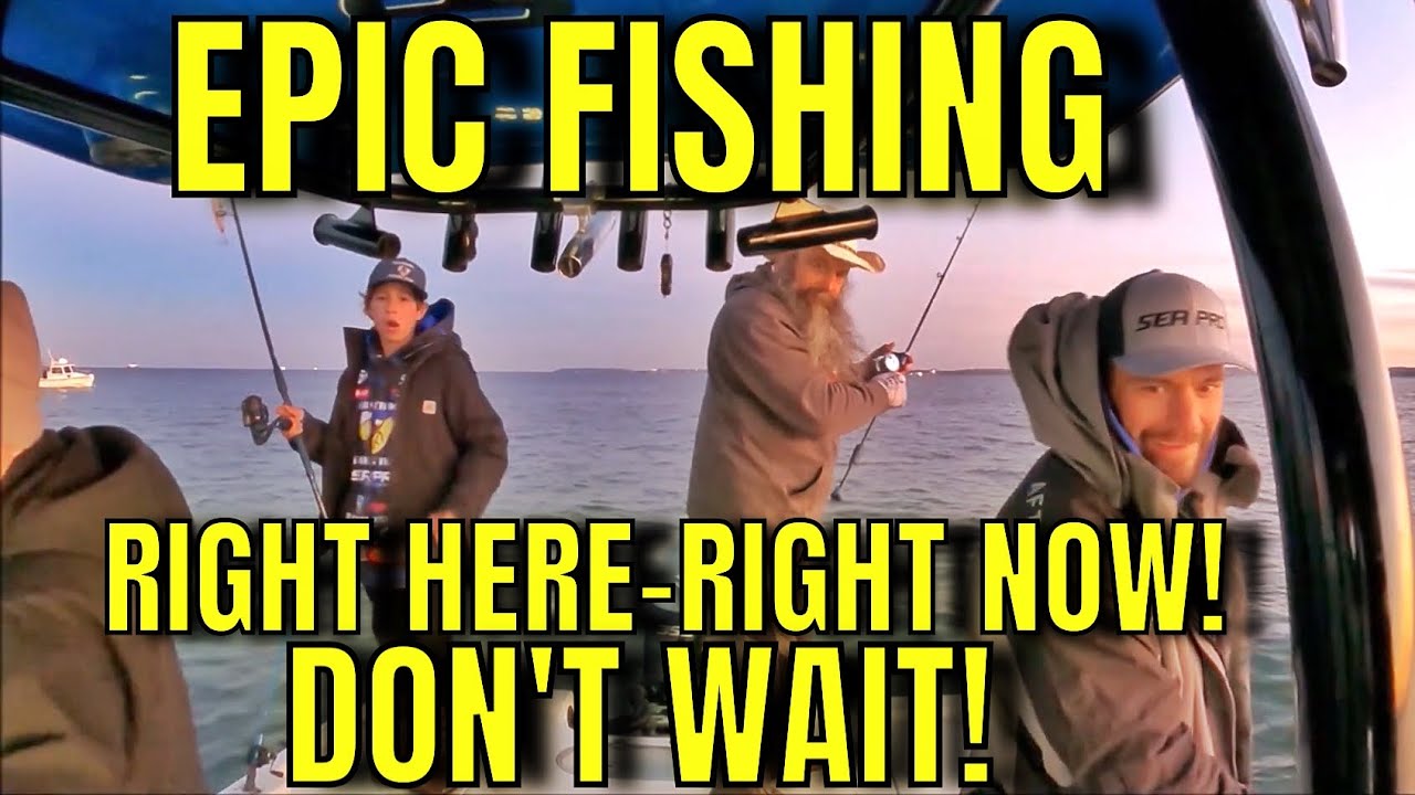 Catch Striped Bass HERE and NOW! Where to Striper Fish. SPRING/Late winter Live Bait + Lures!