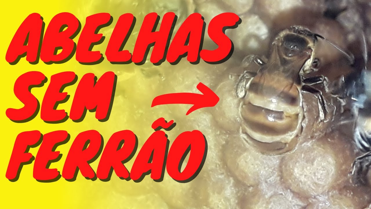 MULTIPLICANDO ABELHA JANDAÍRA - (Técnica 3 x 1)