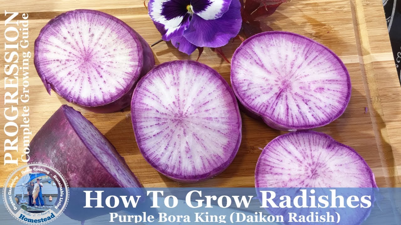 Best way to Grow Radishes l Complete Growing Guide