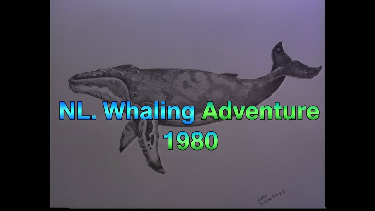 A Newfoundland Whaling Adventure . 1980 . Short Doc.