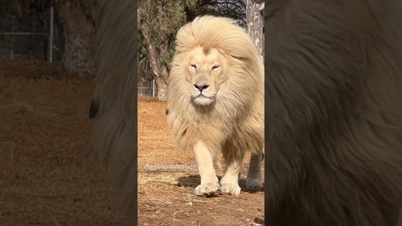 Moyas white mane is just extraordinary.. when he moves it flows with him like a golden curtain