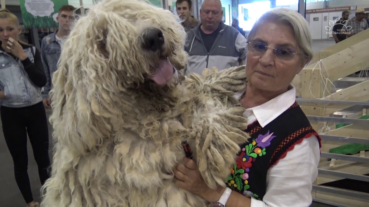 MMG - Komondor, pumi, puli - magyar kutyafajták bemutatója