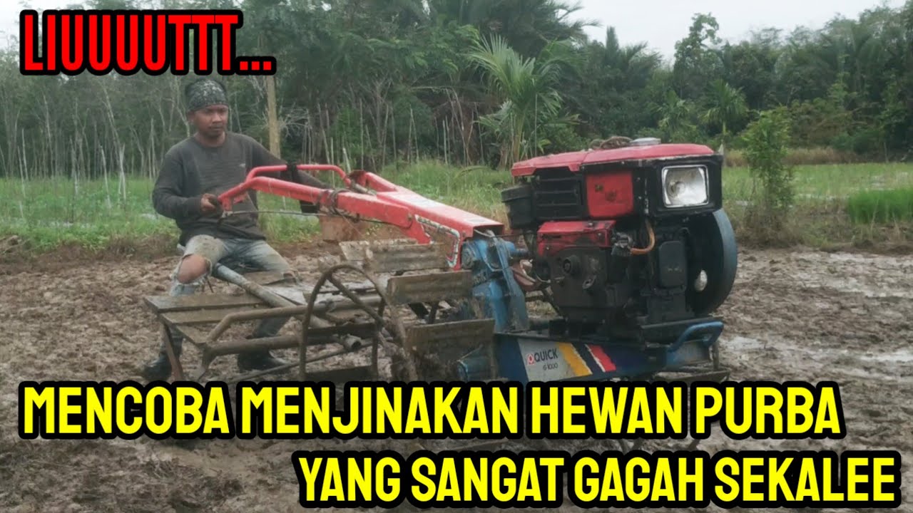 Menjinakan Hewan Purbakala yang Sangat Langka di Pasar Sayur