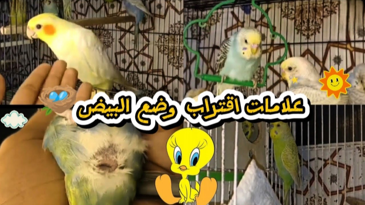 علامات اقتراب وضع البيض🥚عند طيور الزينة🪺🦜#birds #budgie_videos #birds #lovebirdsfarming #budgie